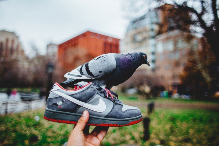 nike with pigeon